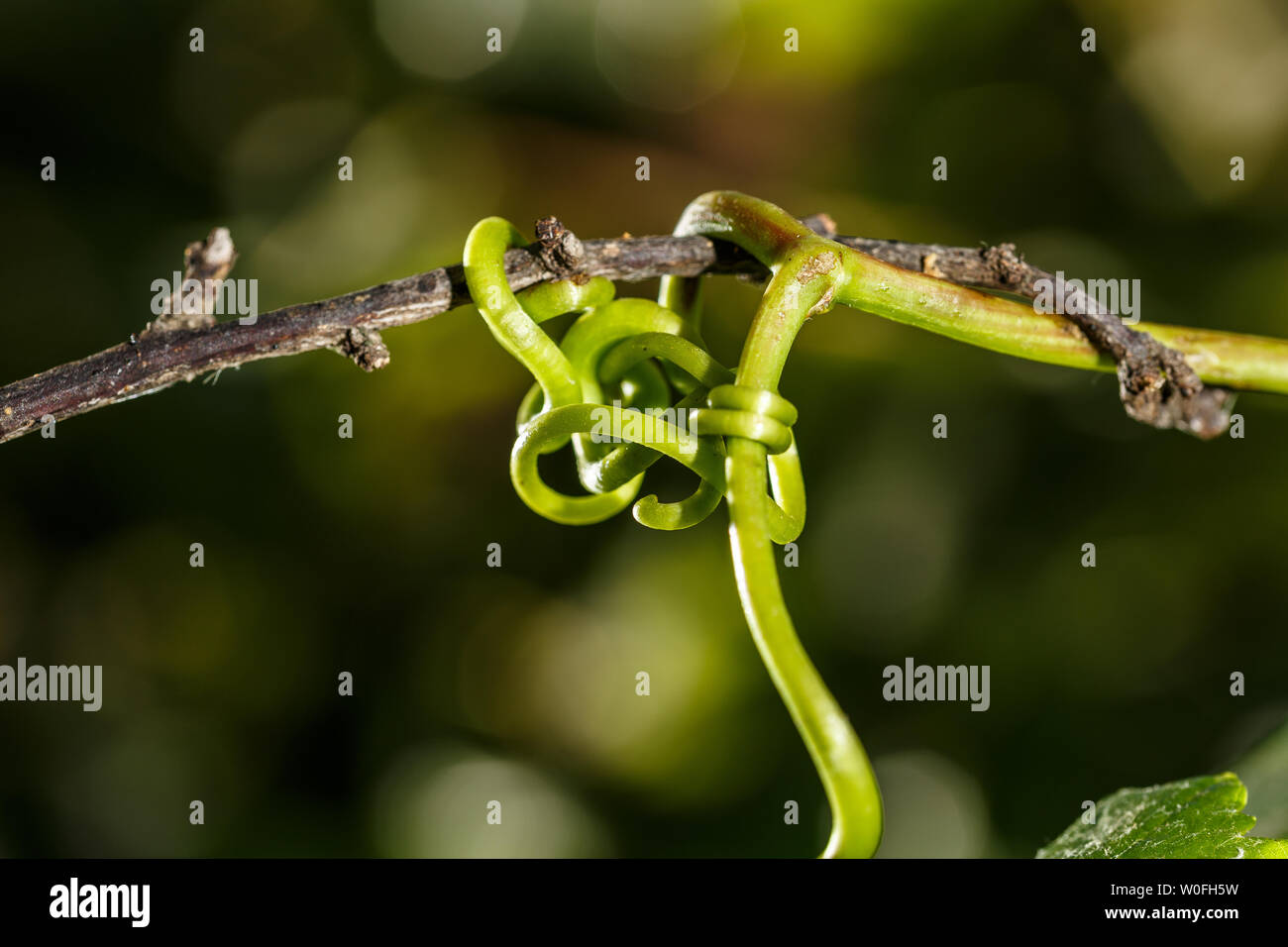 Natürliche Verbindung. Weinranke nutzt eine Pflaume Baum zu klettern und zu wachsen. Grüne Knoten Stockfoto