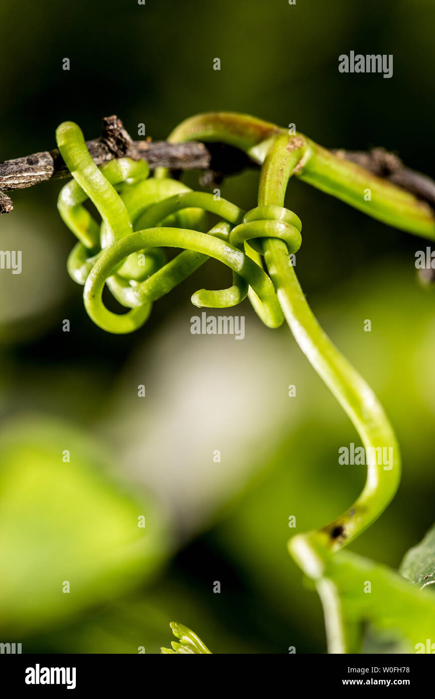 Eine grüne und sichere Knoten. Ein weinstock dringt die Niederlassung eines Pflaumenbaum, anspannen mit seinen gewundenen Ranken und Nutzen zu klettern und zu wachsen. Th Stockfoto