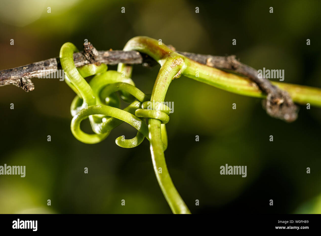 Status verbunden. Weinranke nutzt eine Pflaume Baum zu klettern und zu wachsen. Close-up dieser natürlichen und erstaunlich grünen Knoten. Stockfoto