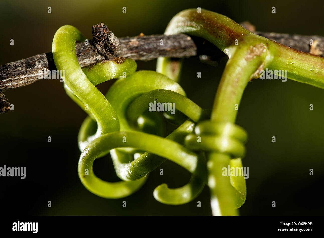 Grüne Knoten oder strangulation in der Natur. Close-up von komplexen Knoten einer weinranke auf einem winzigen Zweig der Pflaumenbaum angespannt. Grüne link. Stockfoto