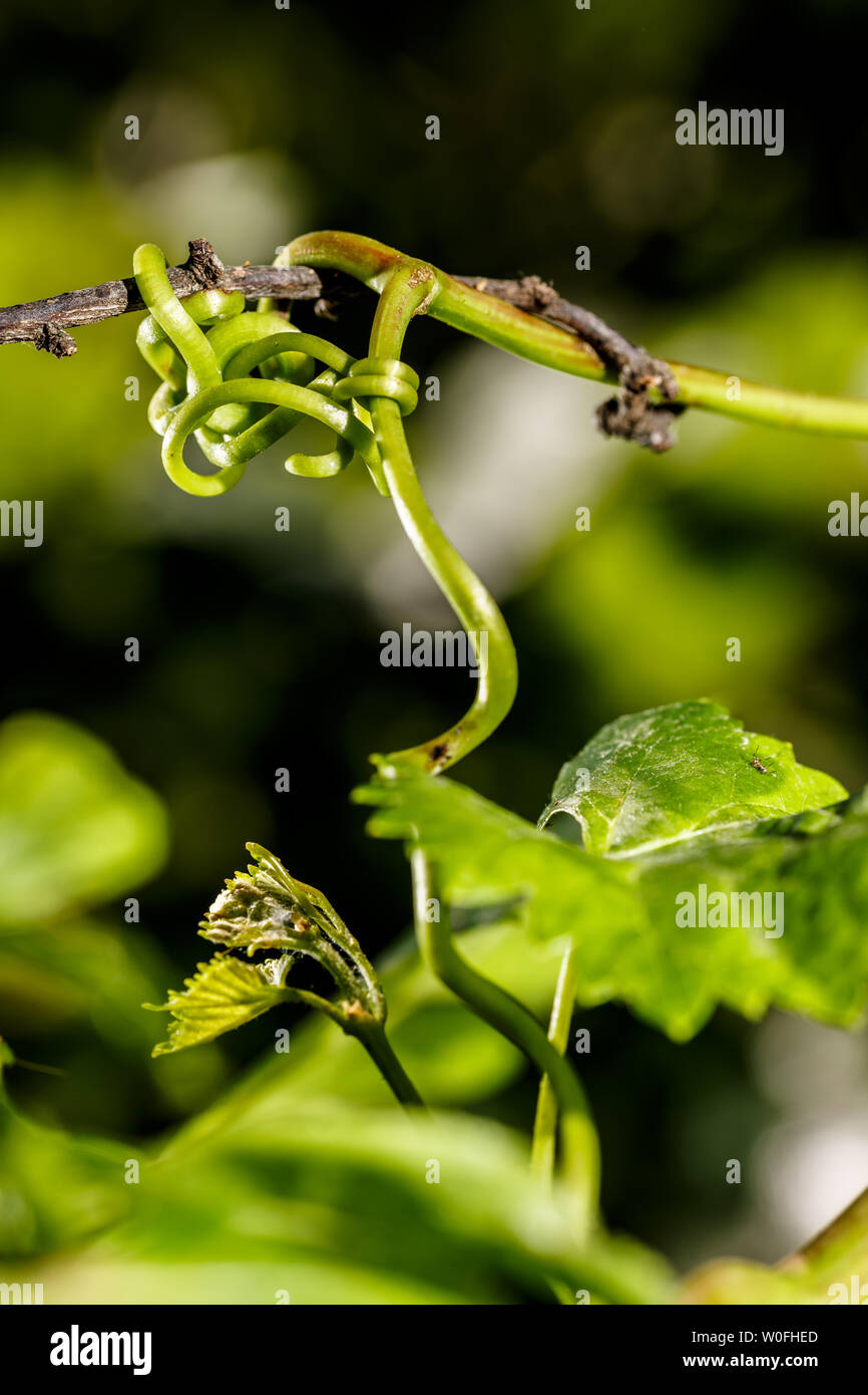 Verbundenen Branchen. Weinstock dringt in den Raum von einem Pflaumenbaum, seine Ranken knüpfen an die Niederlassungen der Frucht Baum zu klettern und zu wachsen. Eine natürliche und grüne con Stockfoto