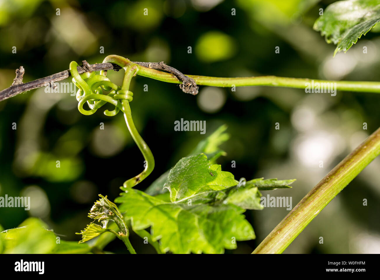 Status verbunden. Weinranke nutzt eine Pflaume Baum zu klettern und zu wachsen. Grüne Verbindung. Stockfoto