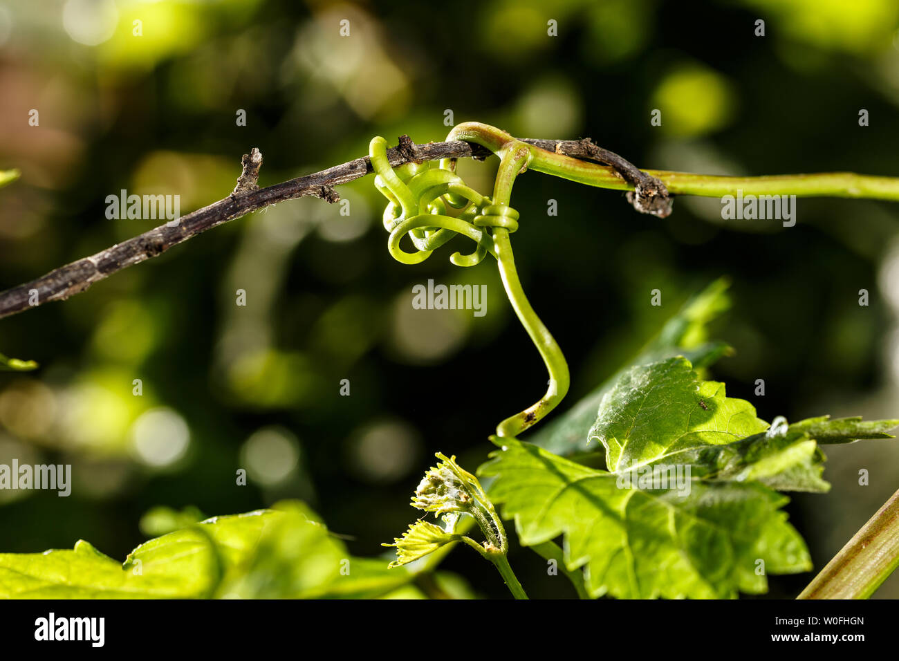 Verknüpfter Status. Weinstock Knoten seine Ranken zu einem winzigen Zweig der Pflaumen Baum zu klettern und zu wachsen. Eine natürliche und grüne Verbindung. Stockfoto