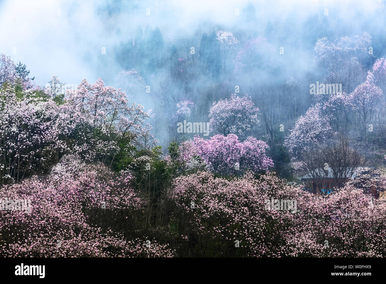Am 2. April 2019, den schönen Fluss öl Wujia Houshan, ist die Zeit, in der die Xinyi Blumen blühen. Es führte in der Spitze des Passagierflusses in der Mitte des Jahres; die Fernbedienung und malerischen Xiaoshan Dorf ist auch lebhaft! Stockfoto