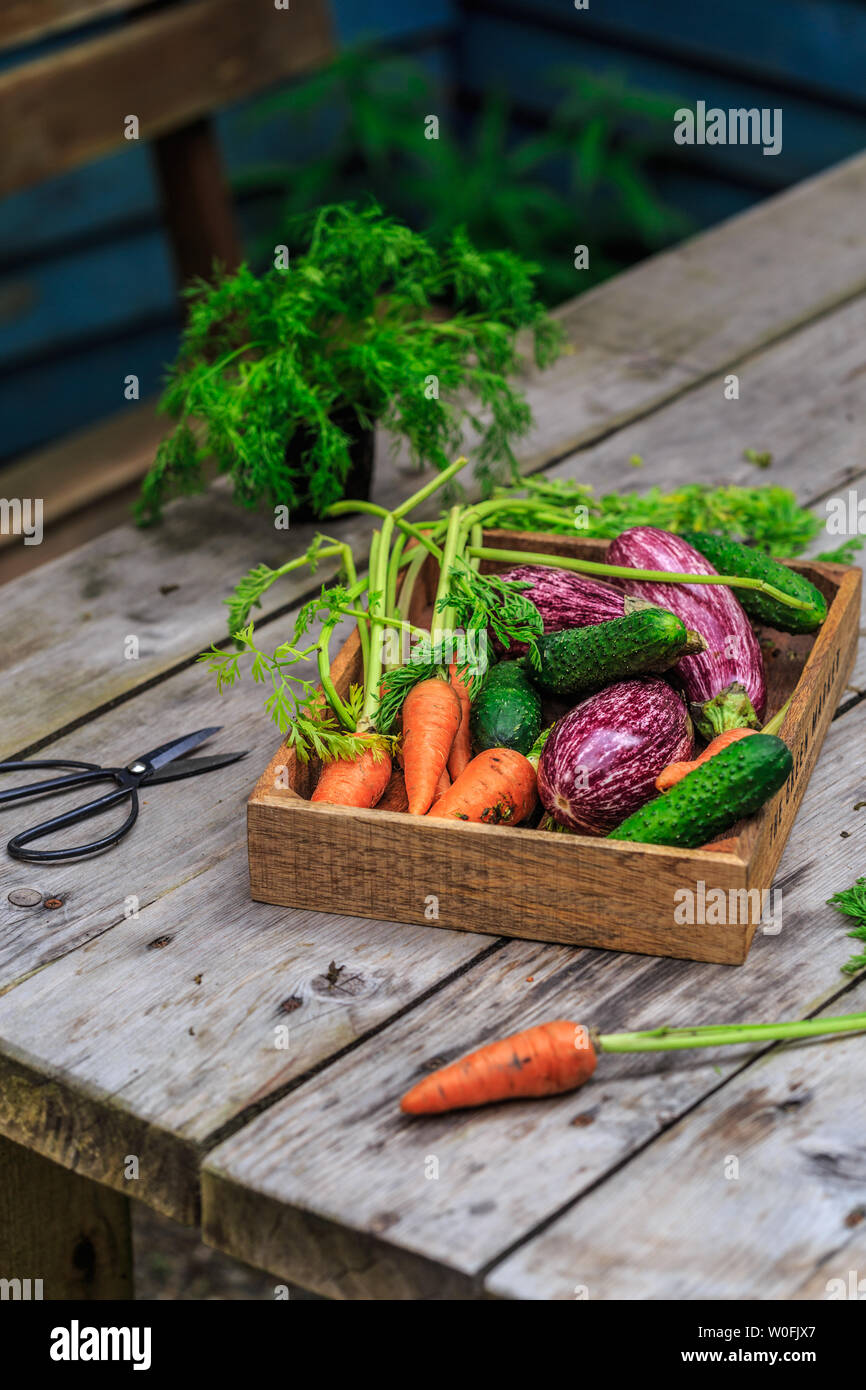 Frisches Bio-Gemüse in Holz Korb auf Holzboden mit kopieren. Konzept Gemüse frisch vom Bauernhof Stockfoto