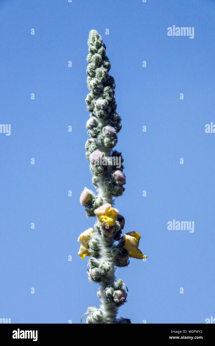 Königskerze, Verbascum eriophorum, Blütenspitze Stockfoto