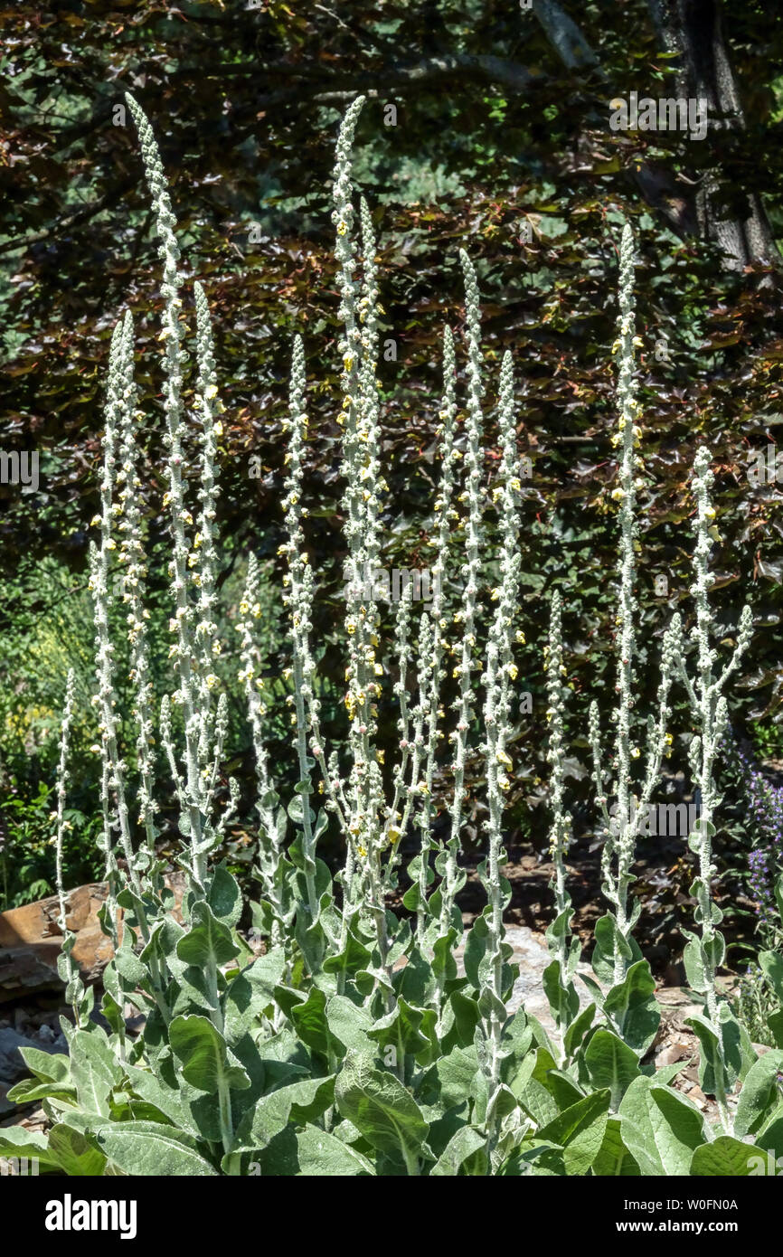 Königskerze, Molène, eriophorum Blütenstände Stockfoto