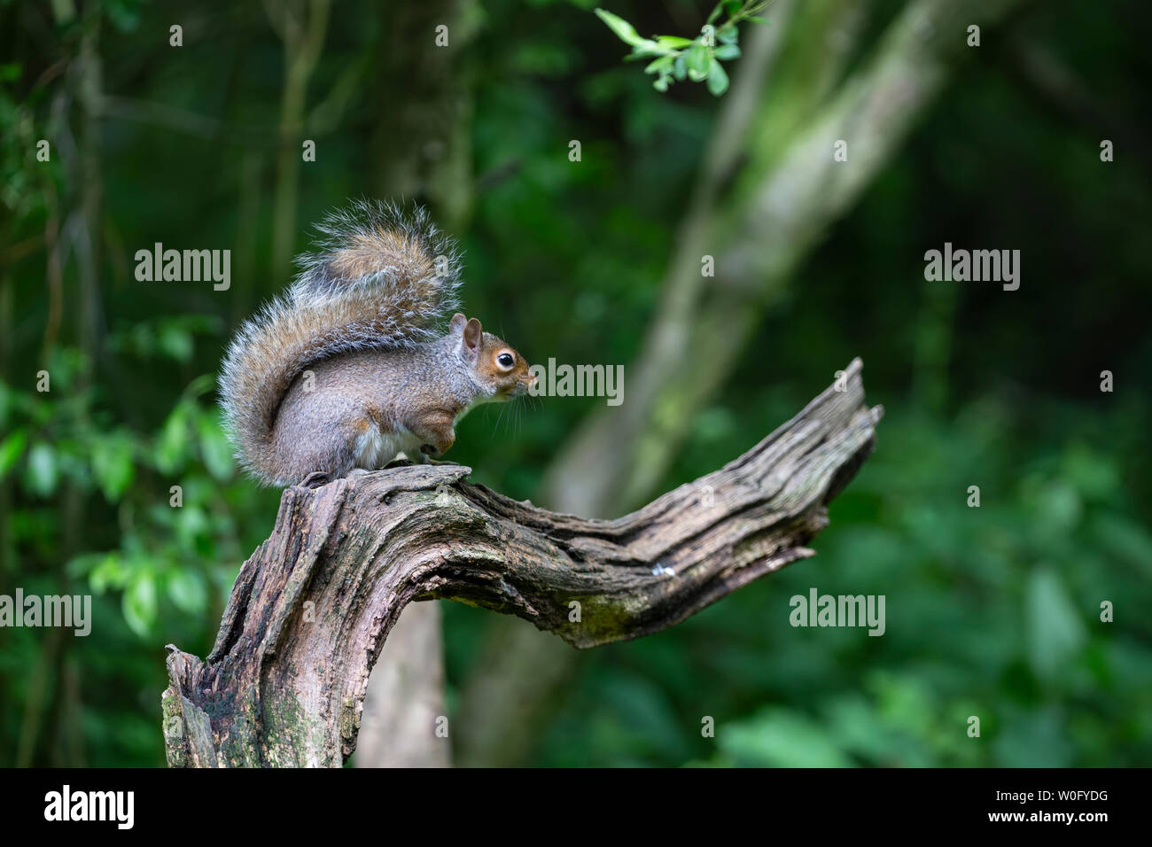 Östlichen Grauen Eichhörnchen oder graue Eichhörnchen Sciurus carolinensis Standortwahl auf ein attraktives gekrümmten Zweig der Baumstruktur im Profil anzeigen von seiner langen buschigen Schwanz Stockfoto