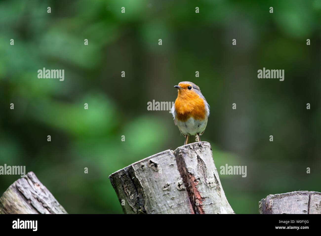 Robin Erithacus rubecula in jaunty Pose auf einem Baumstumpf mit dunkelgrünen diffusen Hintergrund Stockfoto