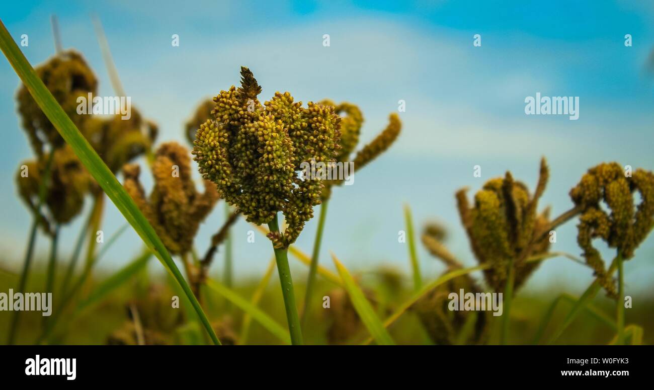 Hirse Getreide in Uttarakhand, Indien. Hirse ist ein Grundnahrungsmittel in den Himalaya, es ist ein grobe Korn, das verwendet wird, um Kekse zu machen, laibe etc. Stockfoto