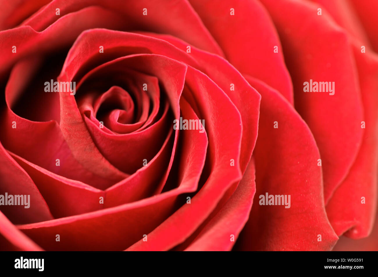 Nahaufnahme von einer roten Rose Blume Stockfoto