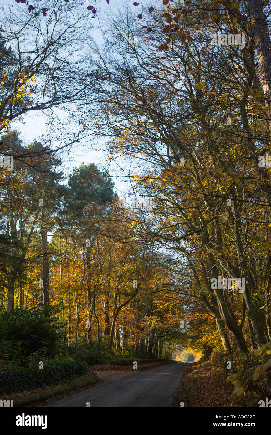 Sonnenlicht fällt durch die Baumkronen, Kinaldy, St. Andrews, Fife, Schottland. Stockfoto