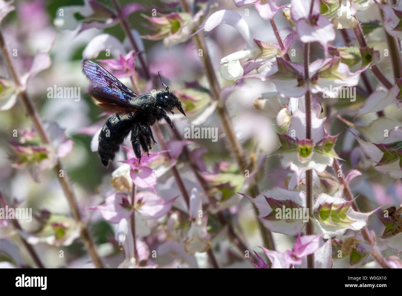 Großer, violetter, fliegender, Xylocopa auf Salvia-Sclarea Stockfoto