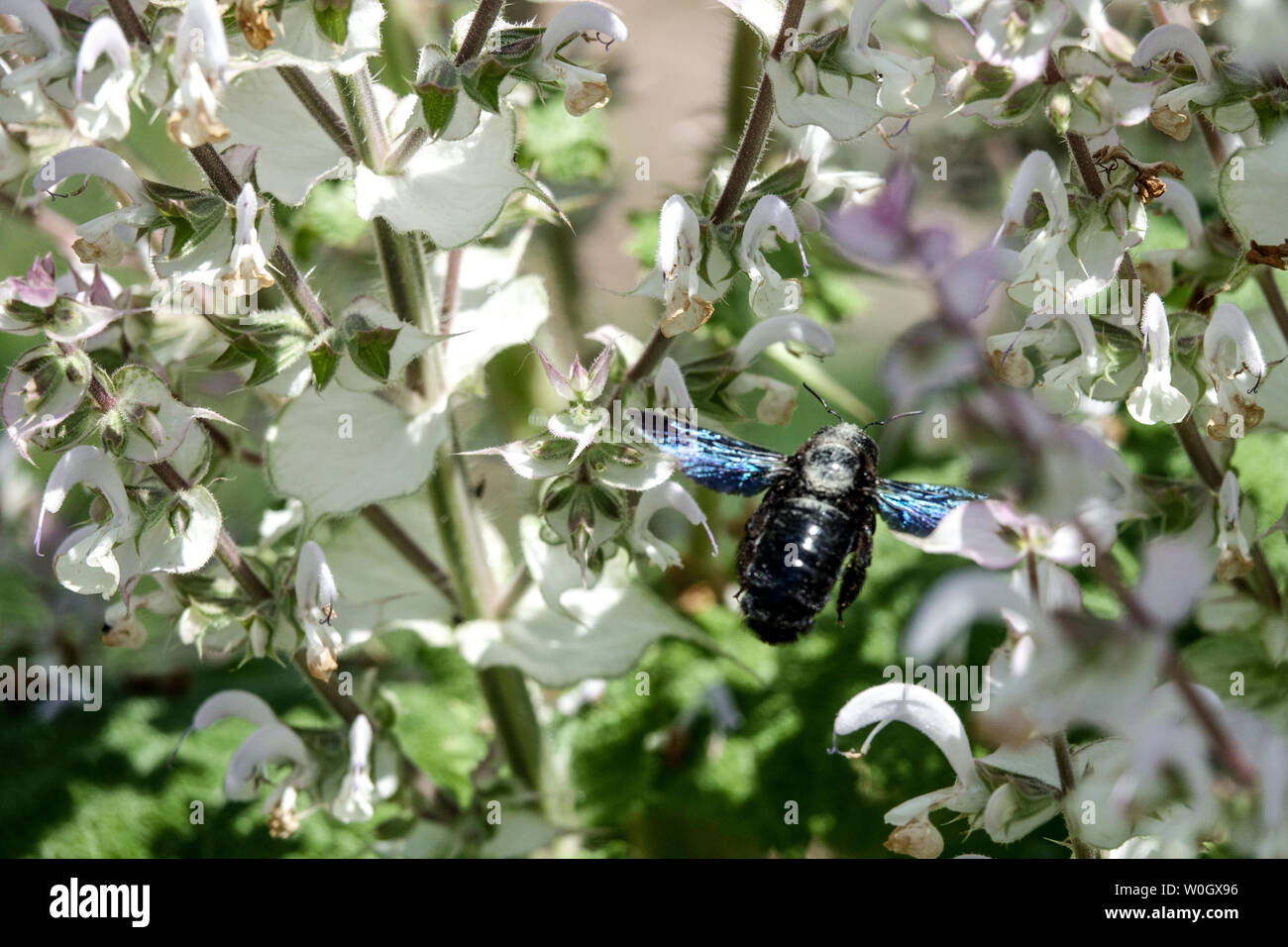 Große violette, zwischen den Blüten fliegende Biene Xylocopa Salvia Sclarea blüht Stockfoto
