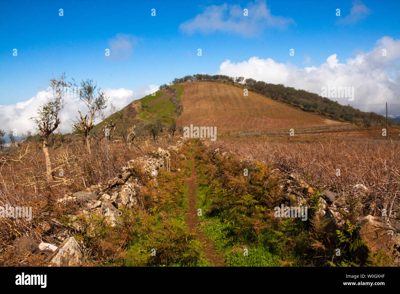 Paisaje Monte Pavón, Santa María de Guía, Gran Canaria Stockfoto