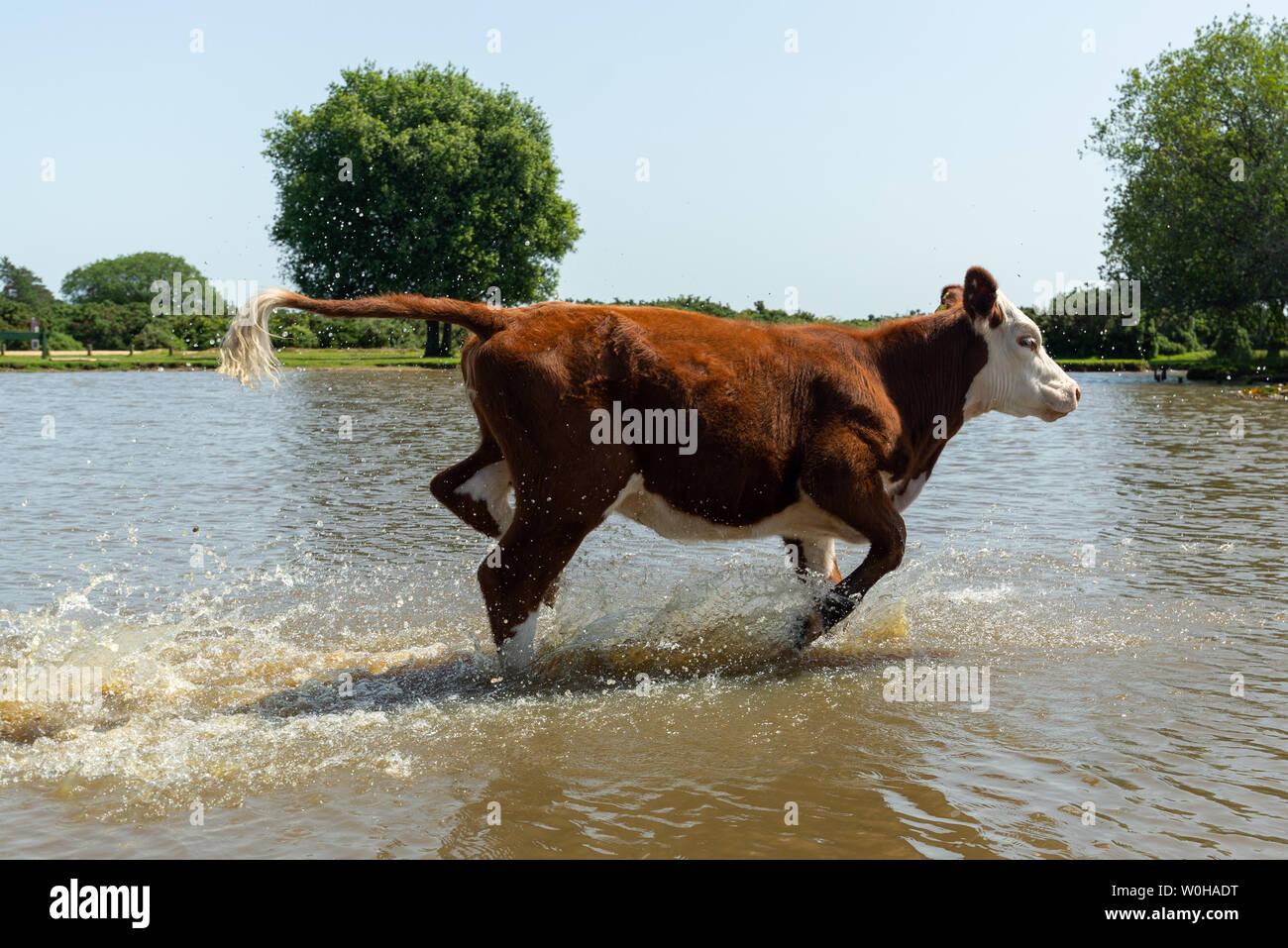 In Wasser laufende Kühe, Stoney Cross, New Forest, Hampshire, Vereinigtes Königreich, 27. Juni 2019, Wetter: Ein heißer Nachmittag im südlichen Englands Nationalpark mit voller Sonne und einer Brise. Eine junge Kuh spritzt im Janesmoor Pond. Stockfoto