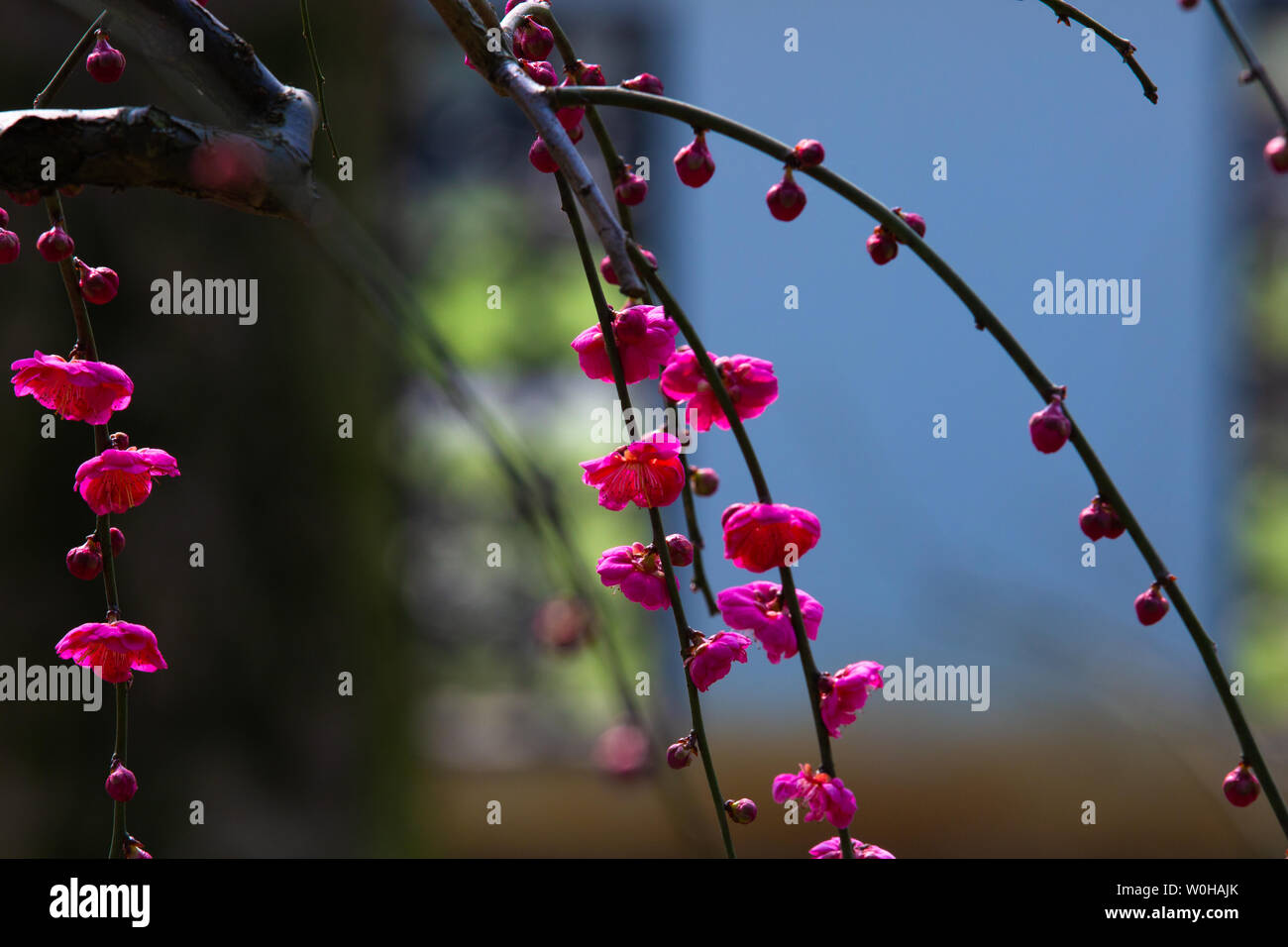 Am 3. März 2019, Wuhan pflaume Garten pflaume Blüten waren in voller Blüte, wegen der langen Regen und sonnig, eine Zeit lang die Pflaume Garten voll und lebendig. Stockfoto