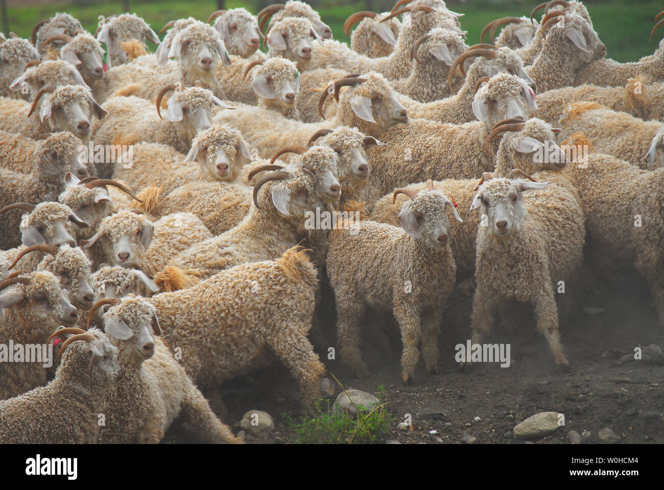 Cute Angoraziegen von Schafe Hunde auf einem Bauernhof in der Nähe von George, Südafrika. Stockfoto