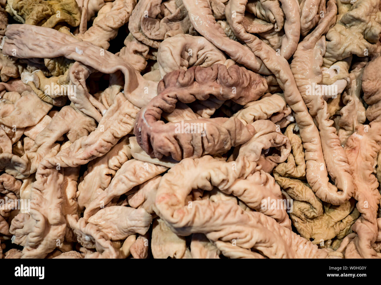 Ein Bündel von frischem Schweine, großen Därme. Stockfoto