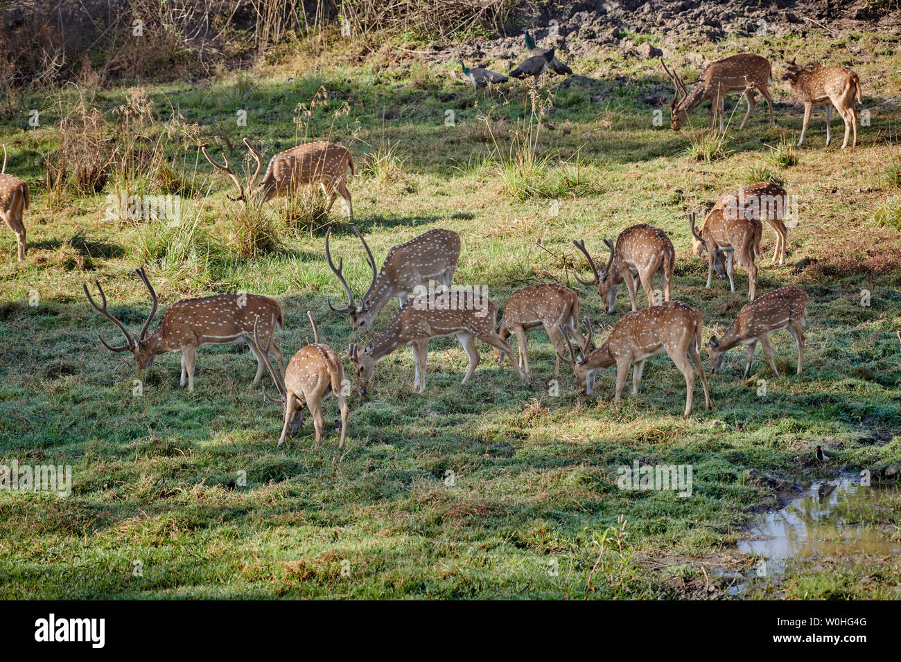 Herde entdeckt Rehe oder Hirsche, Achse Achse Achse, Bandipur Tiger Reserve, Karnataka, Indien Stockfoto