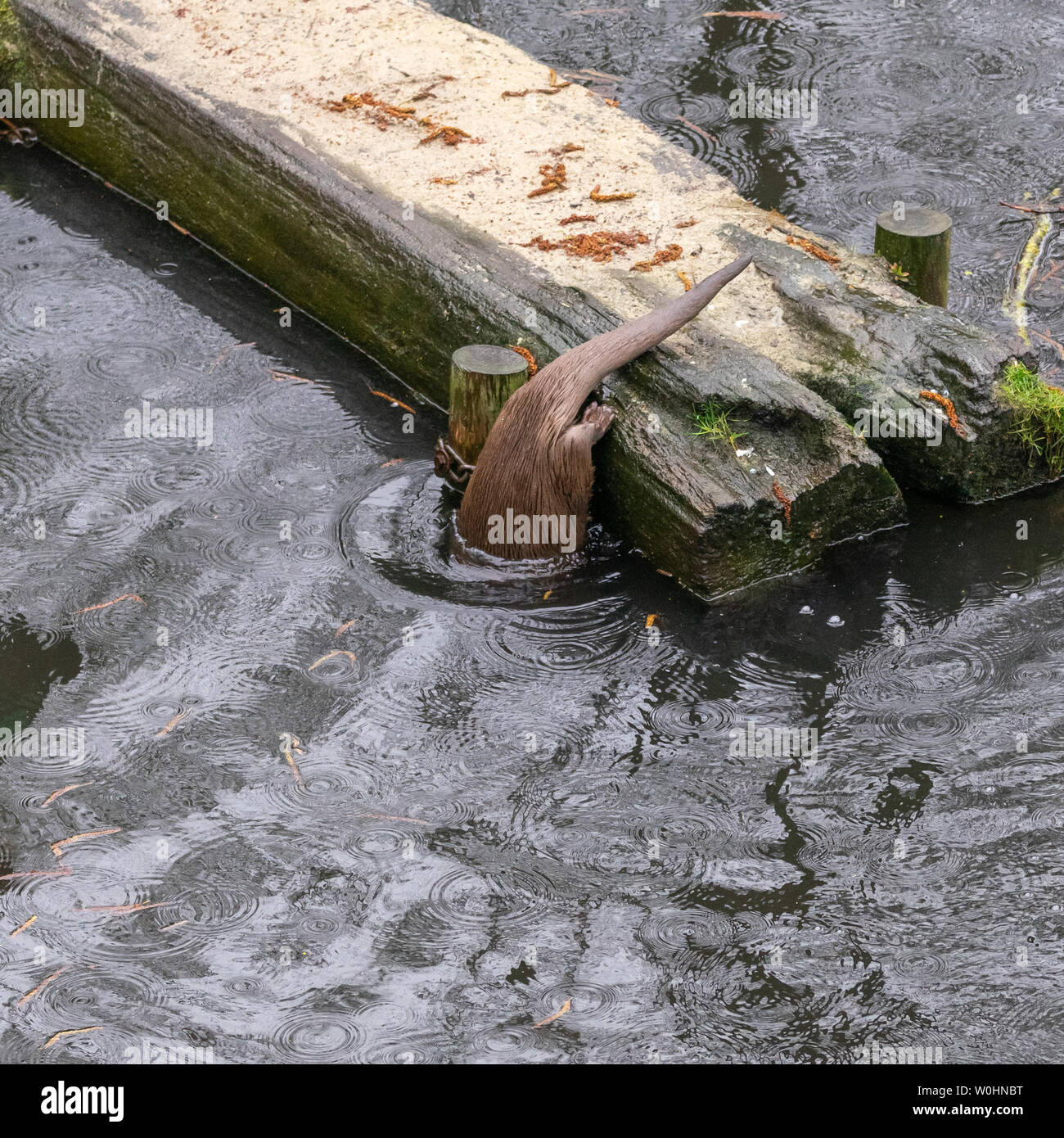 Achtung otter Fotos und Bildmaterial in hoher Auflösung Alamy