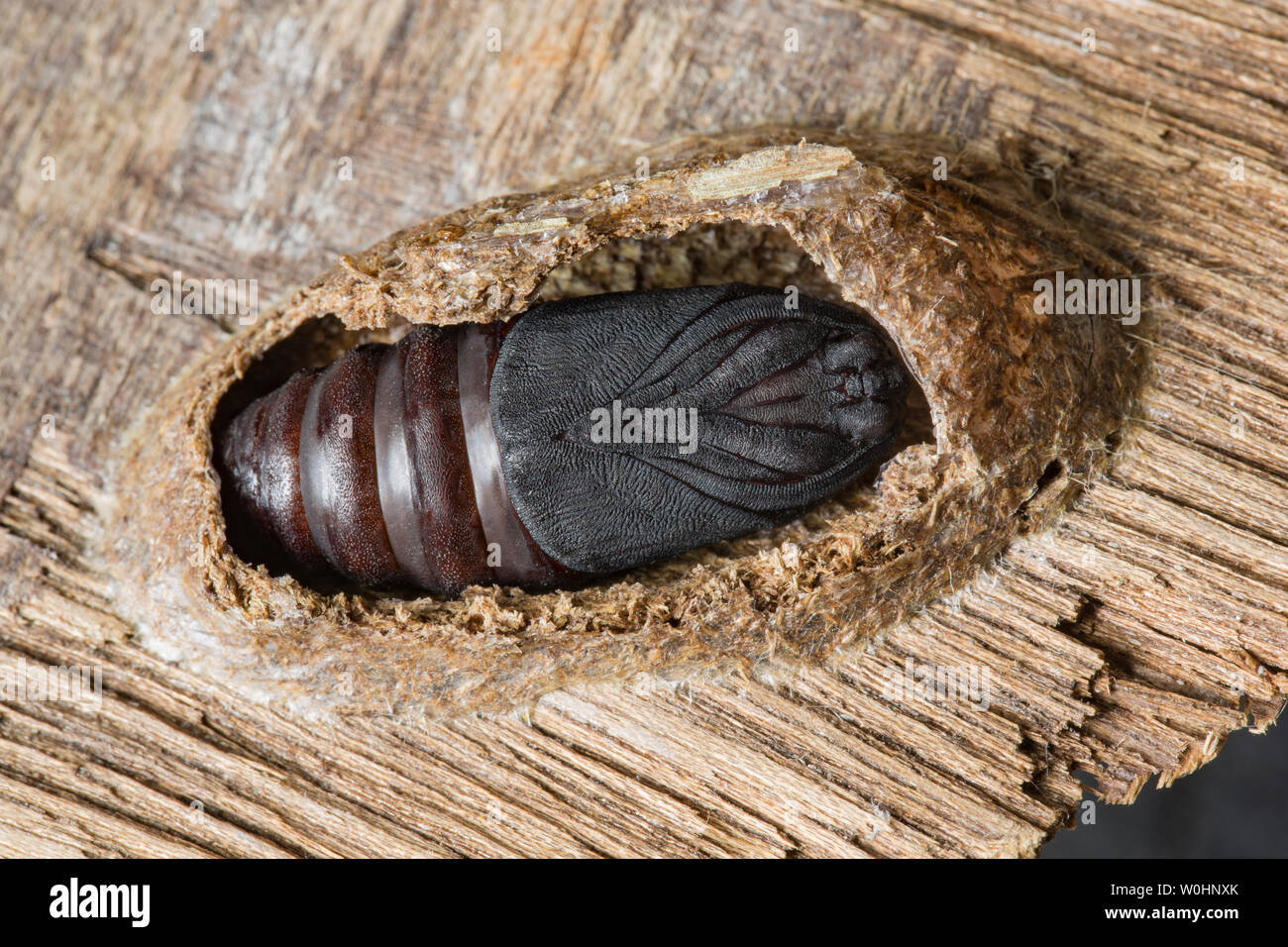 Die chrysalis, oder Puppe, einer Puss Moth, Cerura vinula. Es kann hier gesehen werden mit seiner schützenden Kokon abgeschnitten. Der Kokon ist sehr robust und Aus Stockfoto
