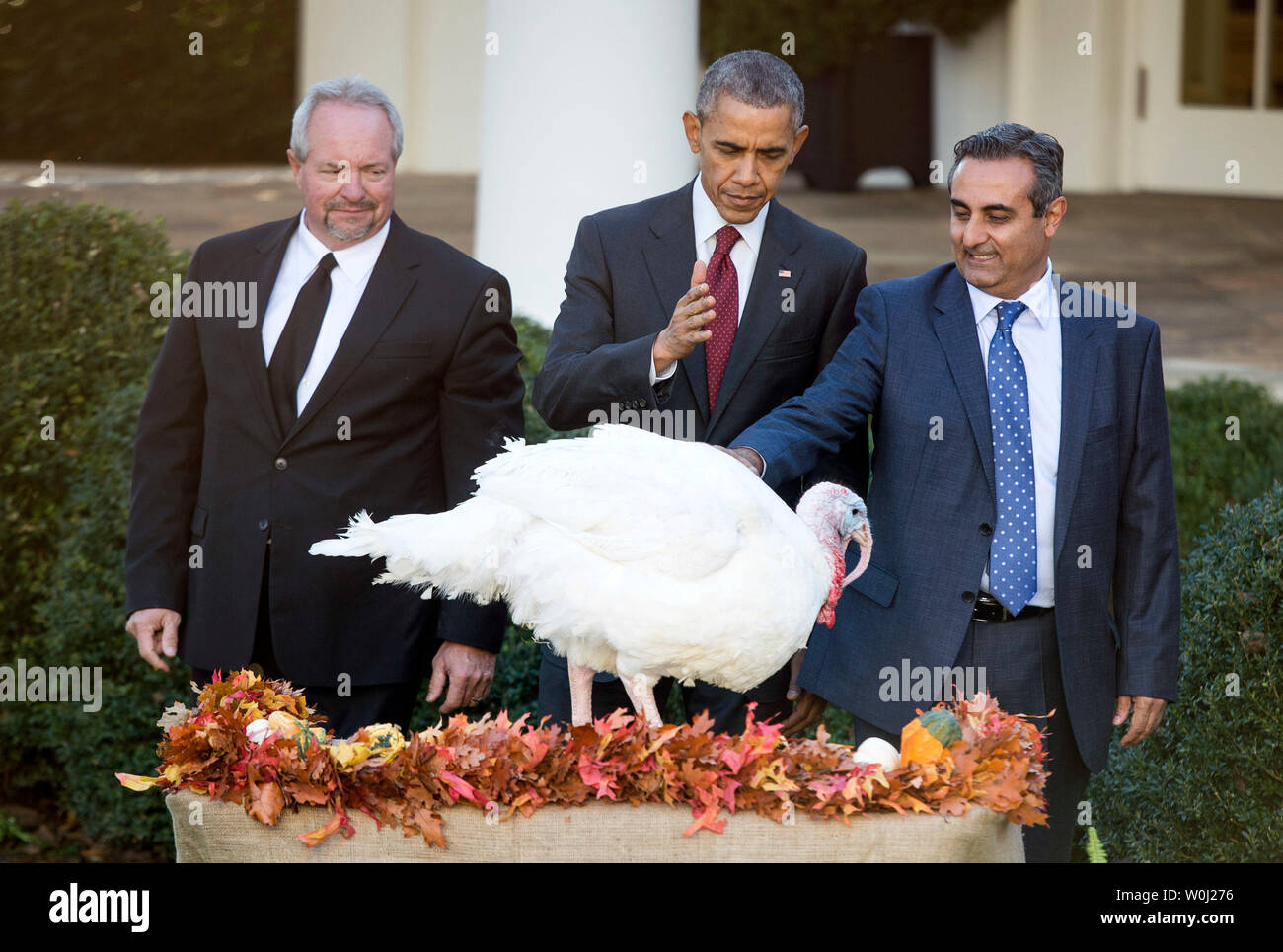 Präsident Barack Obama begnadigungen der nationalen Thanksgiving Truthahn Abe während der 68. jährlichen Zeremonie im Rosengarten des Weißen Hauses in Washington, D.C., am 25. November 2015. Obama begnadigt zwei Truthähne, Abe und Ehrlich während der jährliche Thanksgiving Tradition. Foto von Kevin Dietsch/UPI Stockfoto