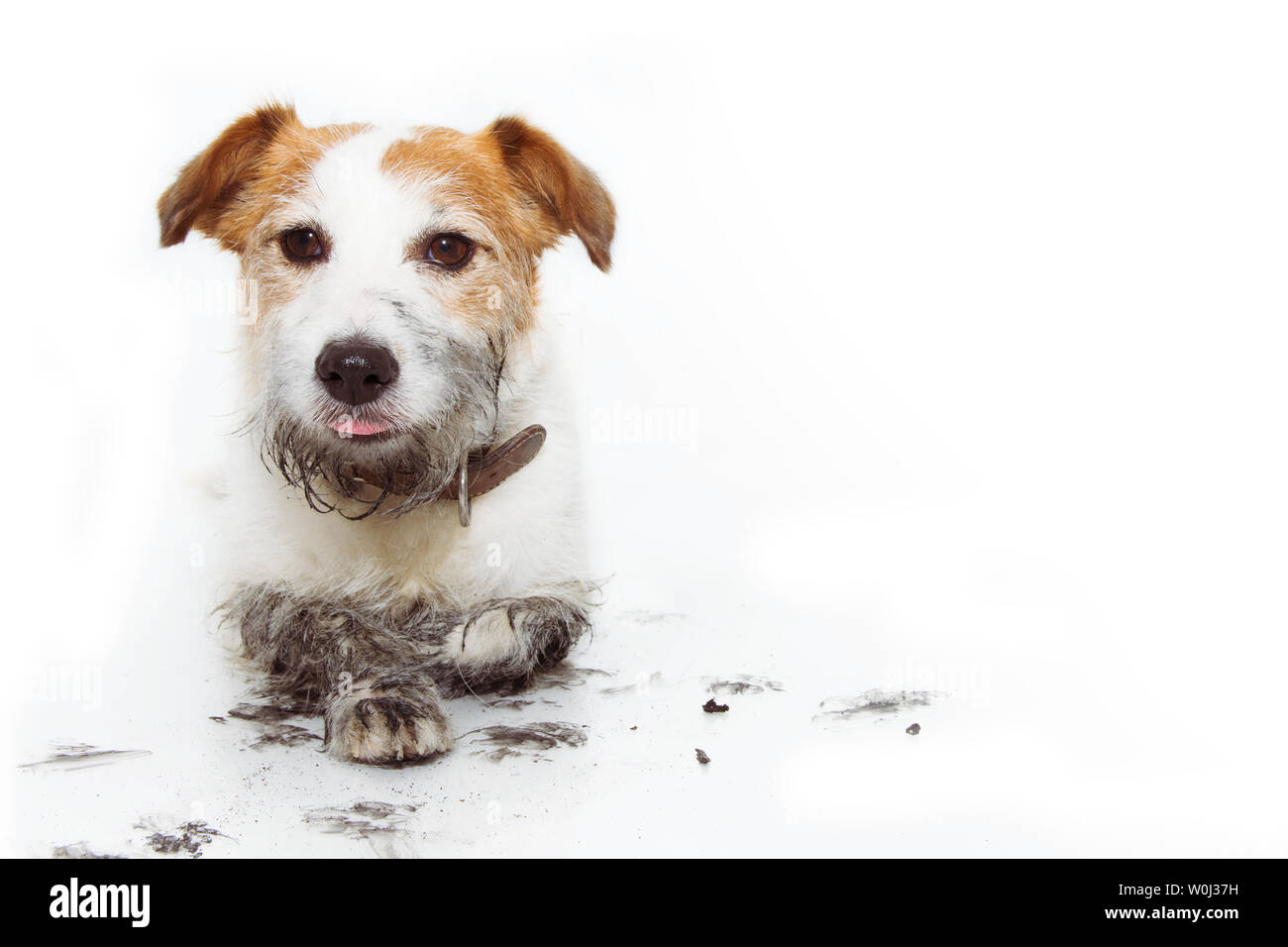 FUNNY DIRTY DOG UNFUG NACH DEM SPIEL IN ein SCHLAMMLOCH. Auf weissem Hintergrund. Stockfoto