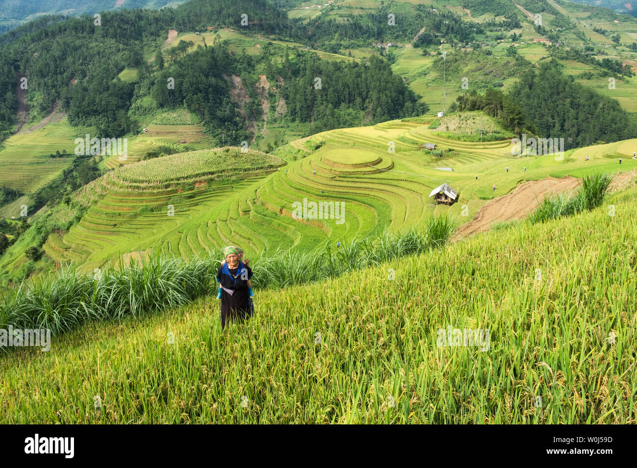 Yen Bai, Vietnam: 07.September 2017: Großmutter Stamm Enkel auf Reis Bereich Reihenhaus in Me Cang Chai Stockfoto