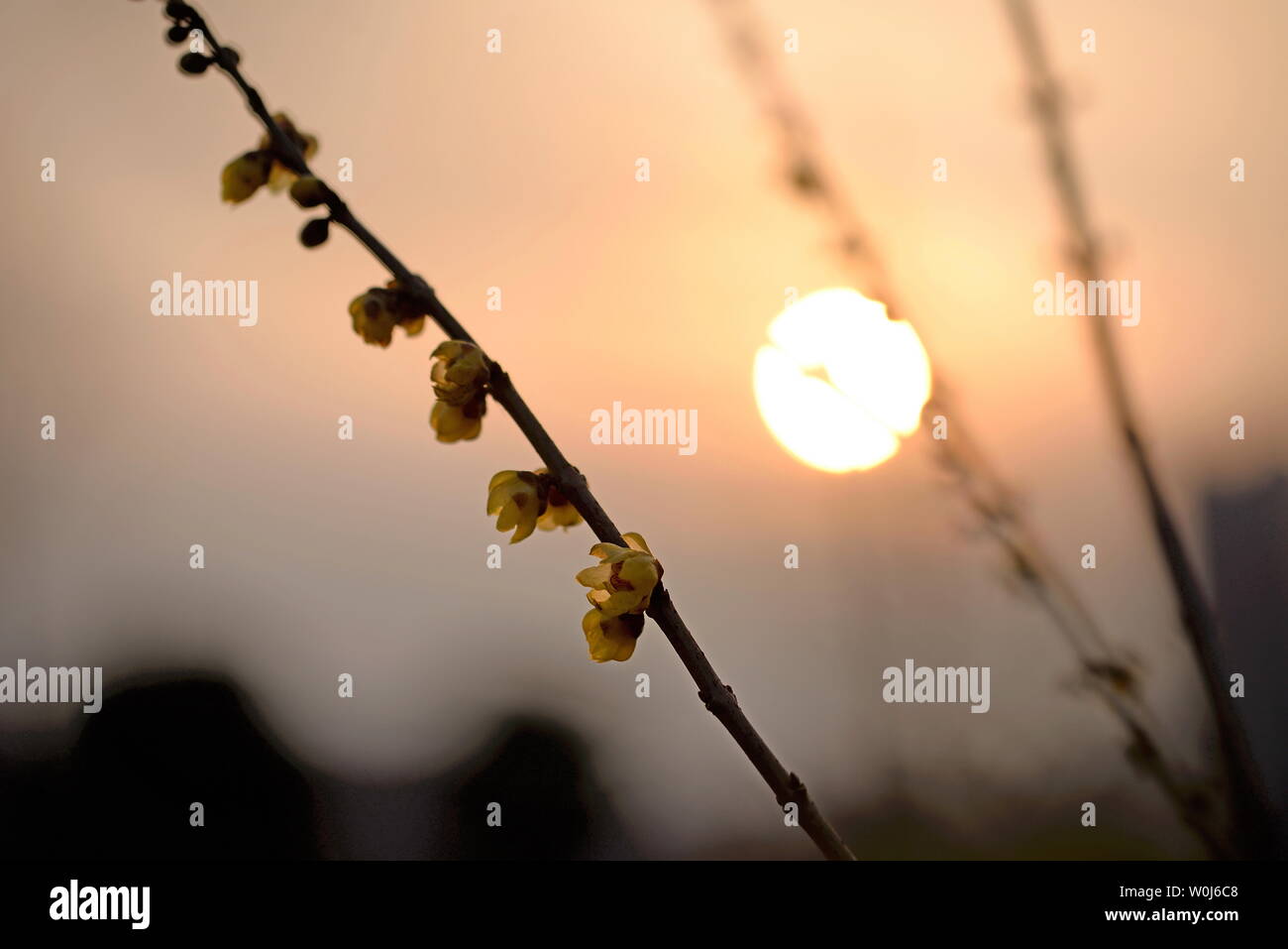Plum flower Stockfoto