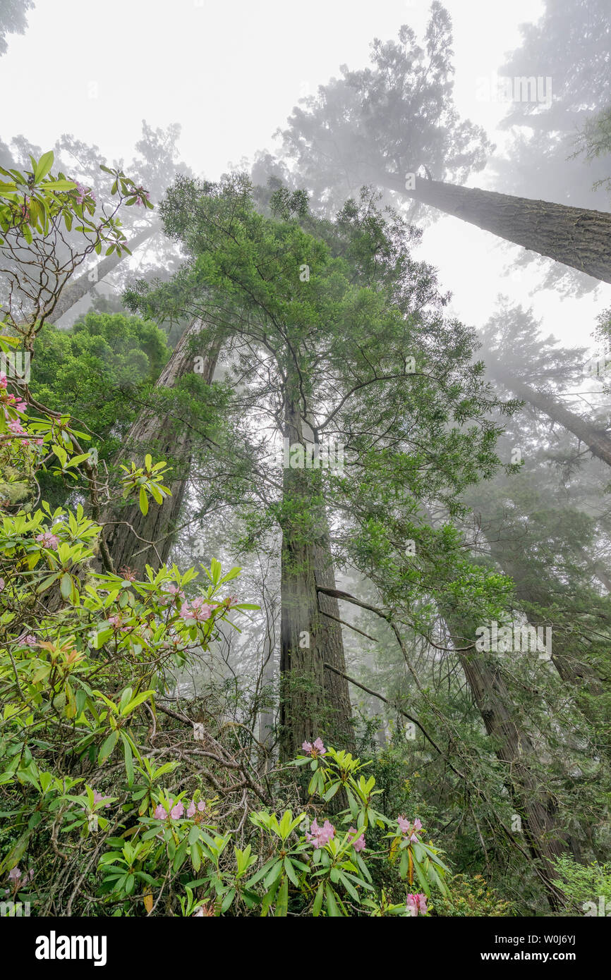 Küsten Nebel Grün sehr hohen Bäume rosa Rhododendron Lady Bird Johnson Grove Redwoods National Park Kalifornien. Die höchsten Bäume der Welt, 1000 von Jahr Stockfoto