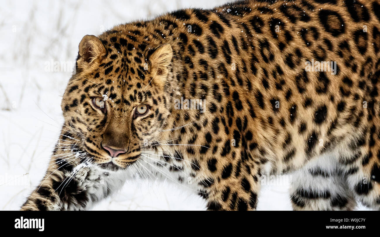 Die Amur Leopard ist ein Leopard Unterarten von SE NE Russland und China. Es ist vom Aussterben bedroht, seit 1996 mit 70 Erwachsenen in der wilden Links. Stockfoto