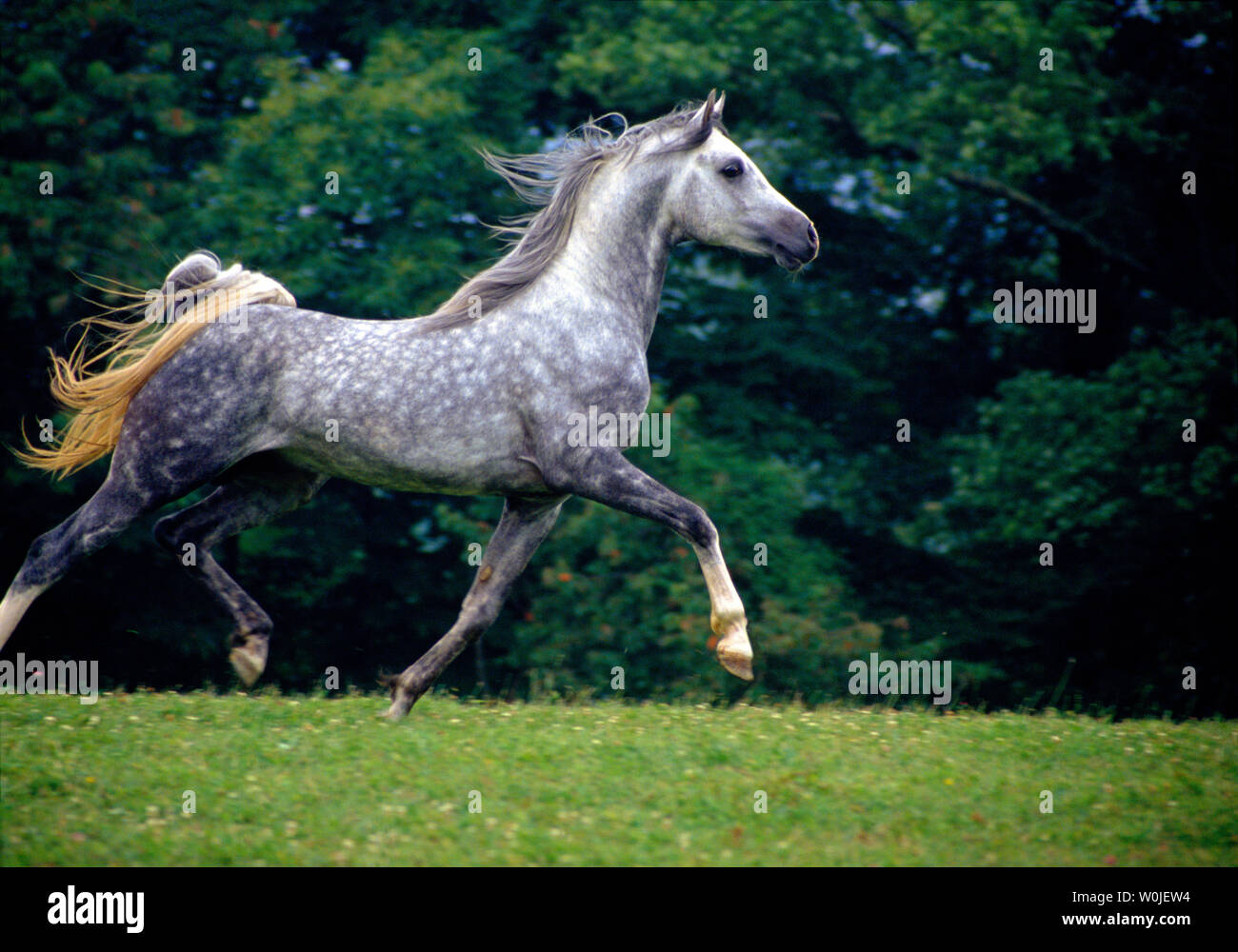 Arabische Pferde Stockfoto