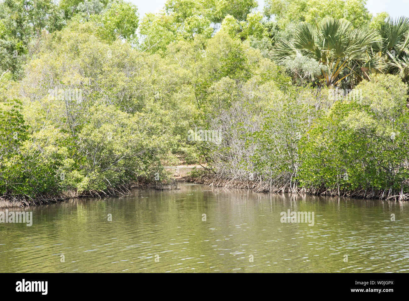 Üppige Buschland Wachstum mit Mangroven Lebensraum auf Feuchtgebiet Waterfront in tropischen Darwin, Australien Stockfoto