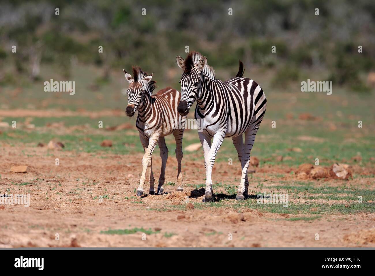Burchell's Zebra (Equus quagga burchelli), Erwachsener, Mutter mit der Hälfte gewachsen junges Tier, laufen, Addo Elephant National Park, Eastern Cape, Südafrika Stockfoto