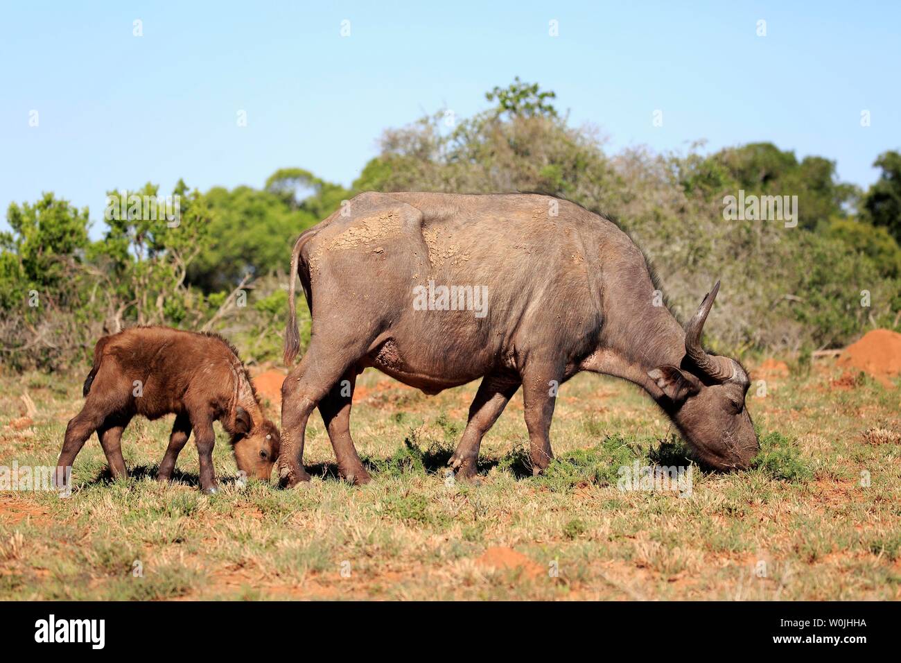 Kaffernbüffel (Syncerus Caffer), Erwachsener, Mutter mit Jungtier, Essen, Addo Elephant National Park, Eastern Cape, Südafrika Stockfoto