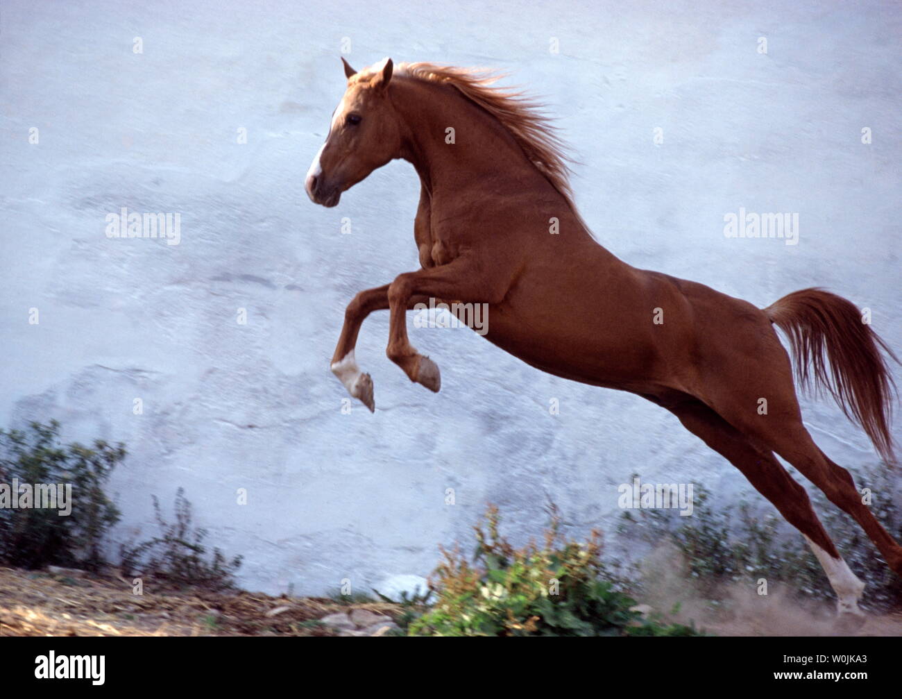 Arabische Pferde Stockfoto