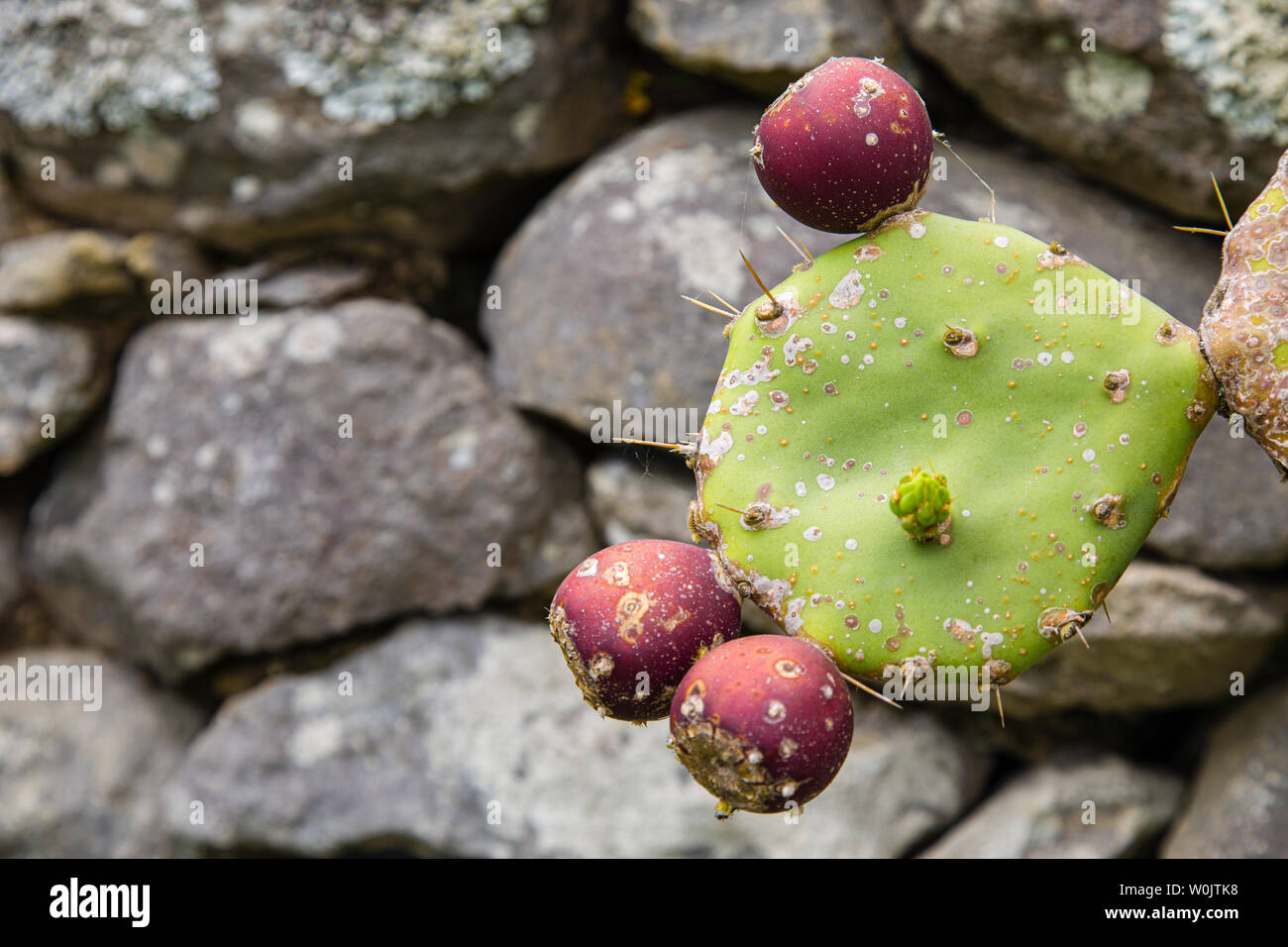 Feigenkaktus Obst auf Sao Miguel, Azoren Archipel, Portugal Stockfoto