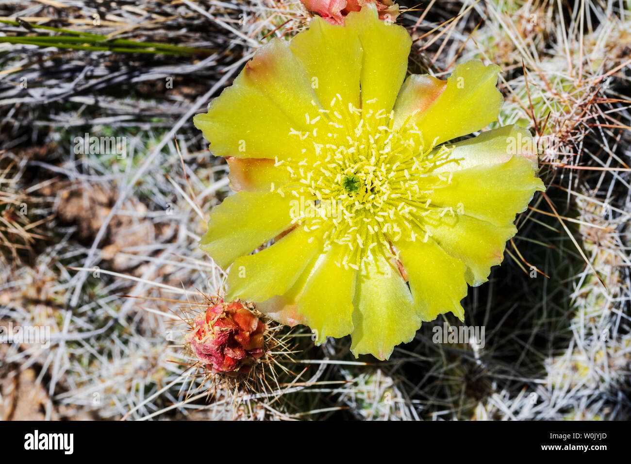 Opuntia Polyacantha; Pricklypear Kaktus; Cactaceae; Kaktus; Wildblumen in Blüte, zentralen Colorado, USA Stockfoto