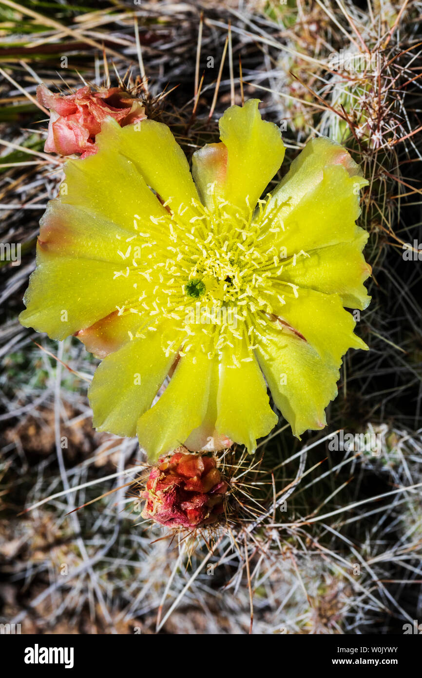 Opuntia Polyacantha; Pricklypear Kaktus; Cactaceae; Kaktus; Wildblumen in Blüte, zentralen Colorado, USA Stockfoto