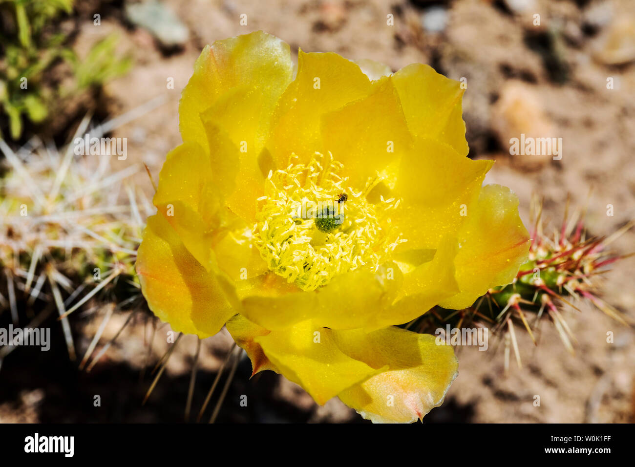 Gemeinsame Honigbiene bestäubt Opuntia polyacantha; Pricklypear Kaktus, Kakteen, Kaktus, Wildblumen in voller Blüte, zentrale Colorado, USA Stockfoto