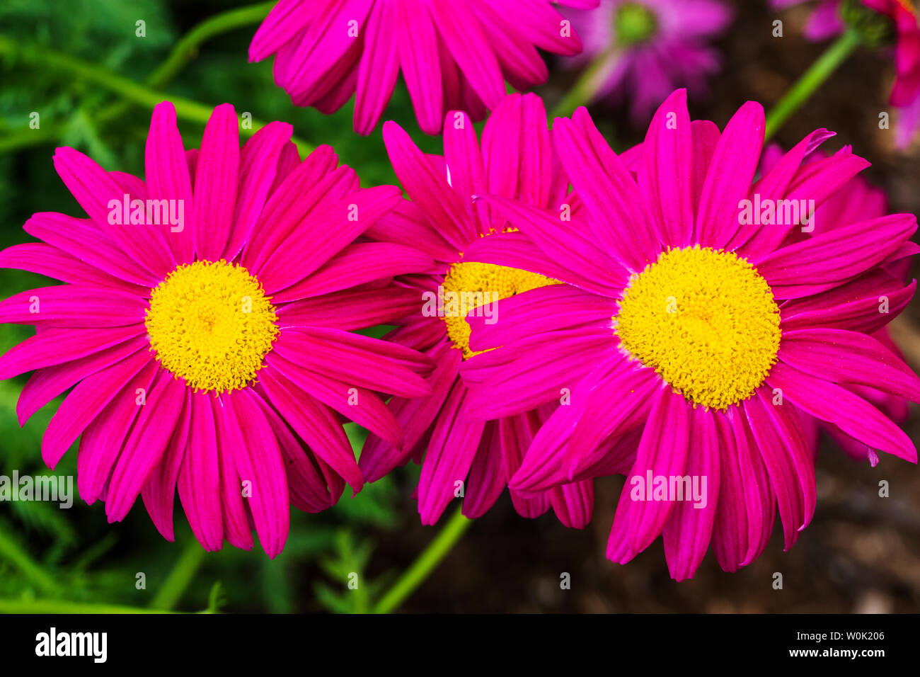 Nahaufnahme von rosa Sonnenhut in voller Blüte Stockfoto