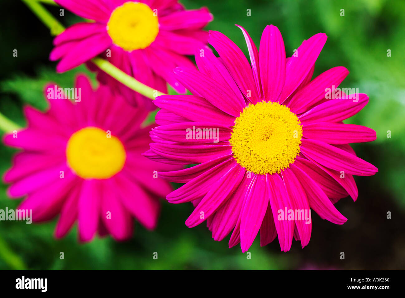 Nahaufnahme von rosa Sonnenhut in voller Blüte Stockfoto