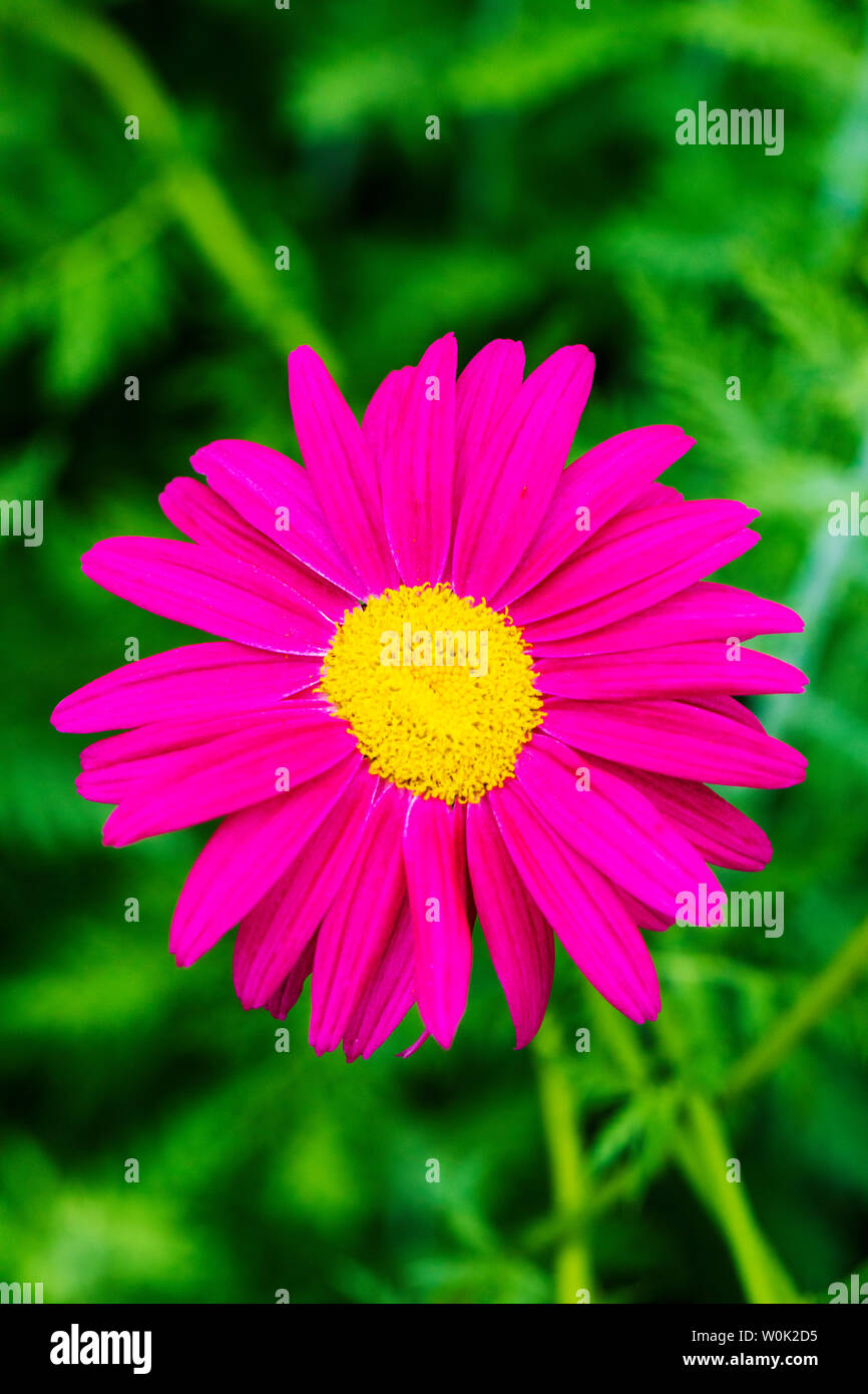 Nahaufnahme von rosa Sonnenhut in voller Blüte Stockfoto