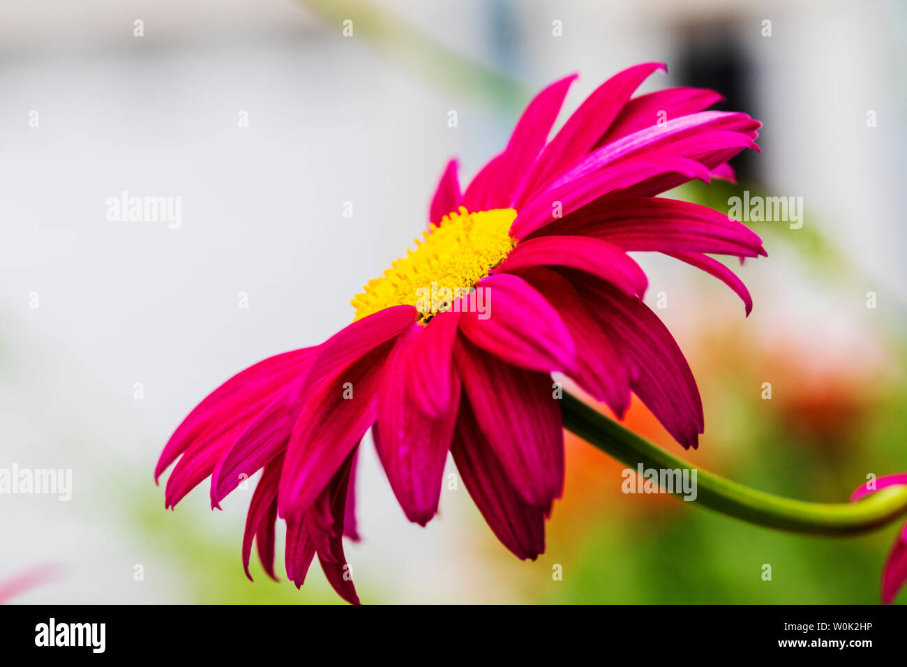 Nahaufnahme von rosa Sonnenhut in voller Blüte Stockfoto