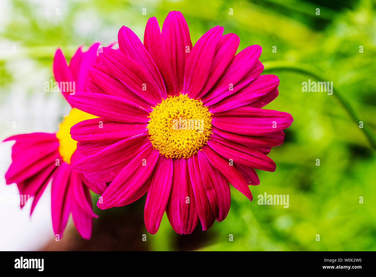 Nahaufnahme von rosa Sonnenhut in voller Blüte Stockfoto