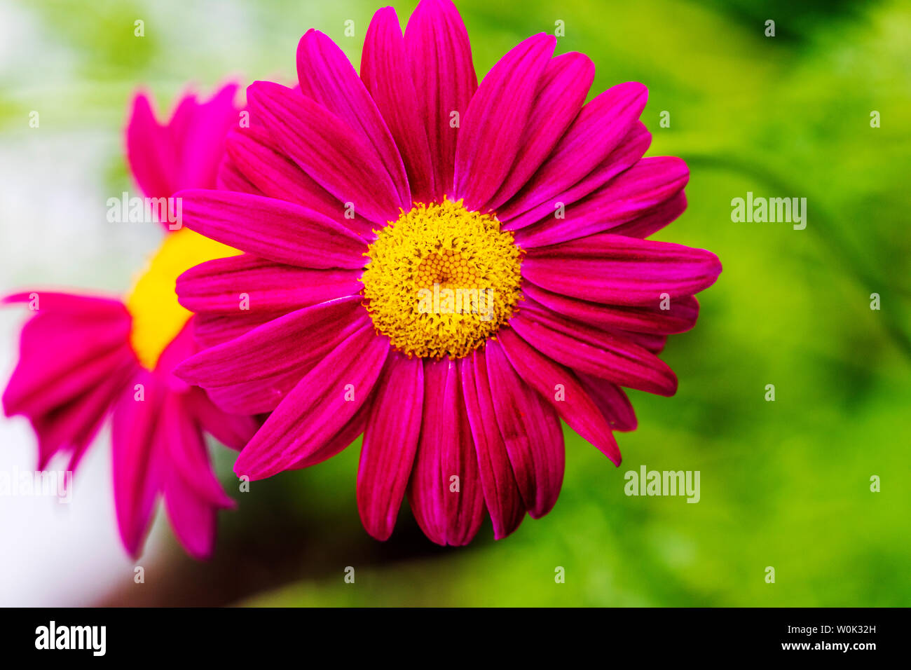 Nahaufnahme von rosa Sonnenhut in voller Blüte Stockfoto