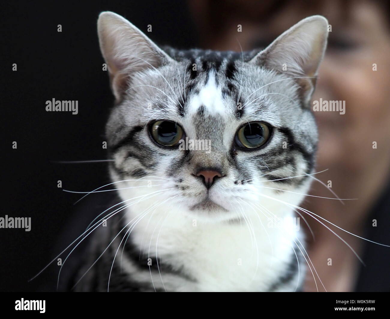 Mai 2019 - Schöne Schwarze, Weiße und Graue American Shorthair Katze gerade an Sie Stockfoto