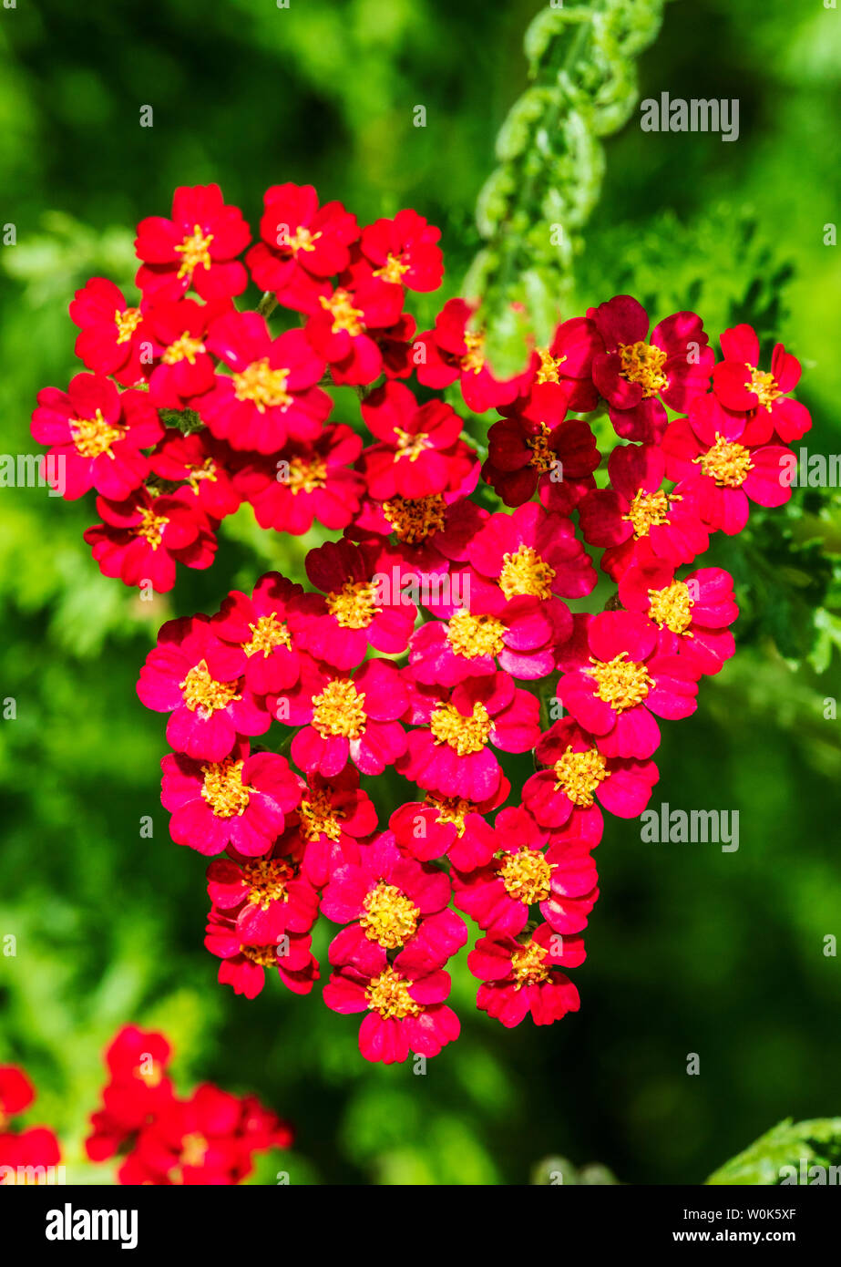 Rote Blütenblätter; Gemeinsame Schafgarbe Achillea millefolium; im Sommer blühen Stockfoto