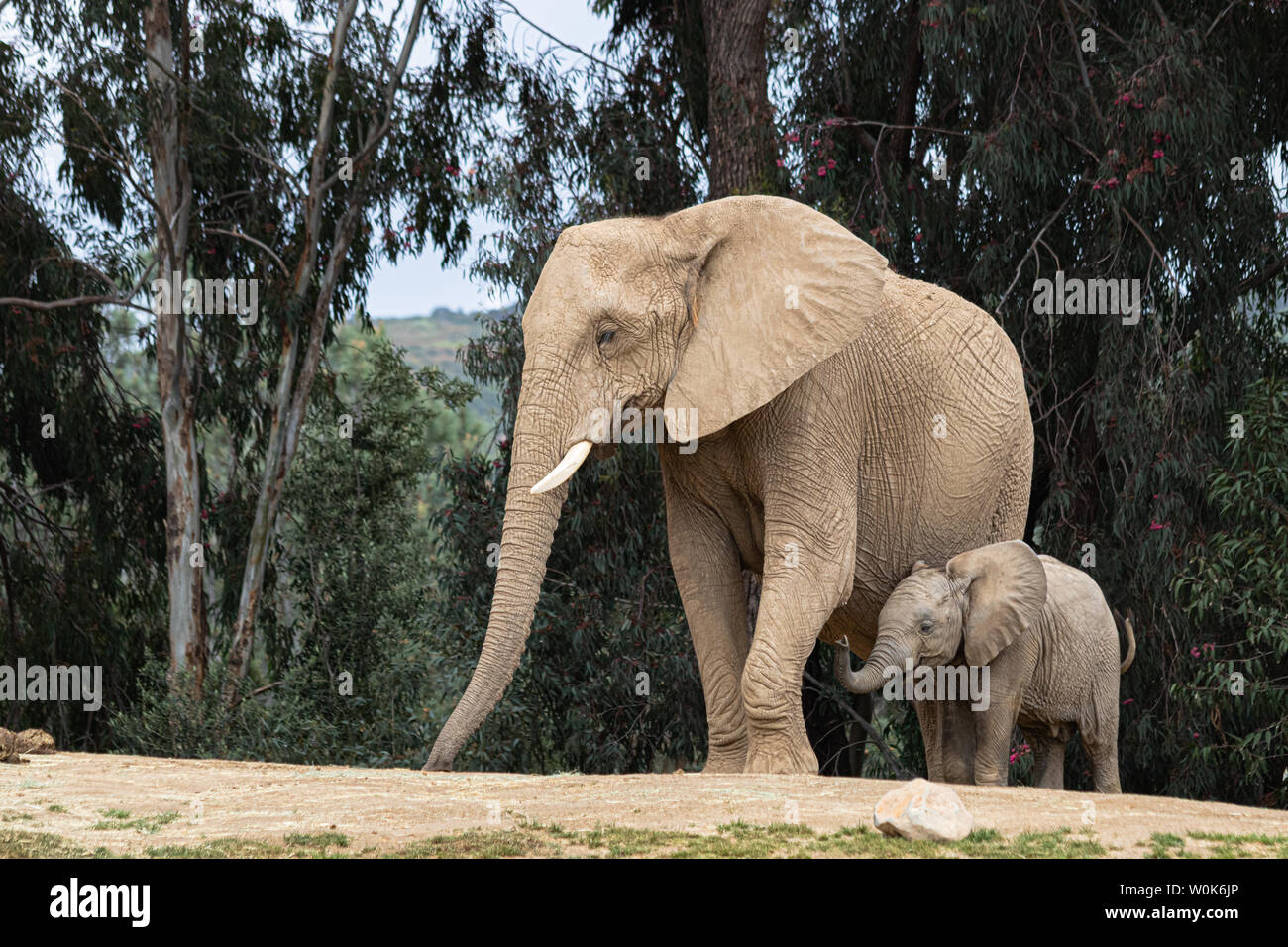 Afrikanische Elefanten, Art liebevolle zärtliche Beziehung, Mutter und Kind, süße kleine Baby Elefant nach Mutter Natur Landschaft Stockfoto